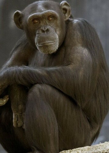 Chimpanzee