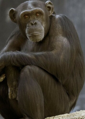 Chimpanzee