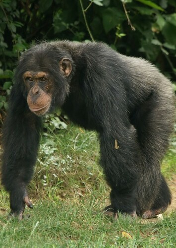 Chimpanzee