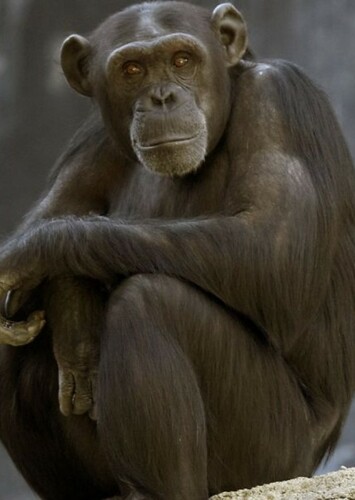 Chimpanzee