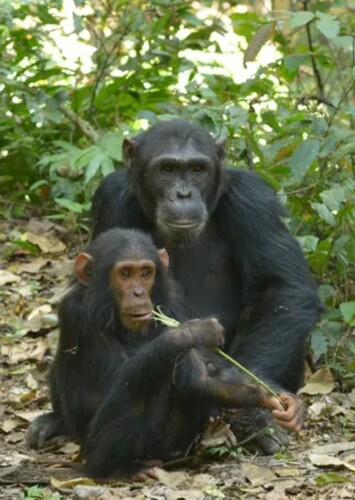 Chimpanzee