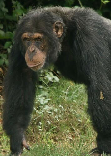 Chimpanzee