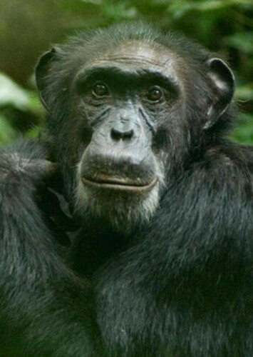 Chimpanzee