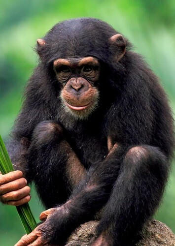 Chimpanzee