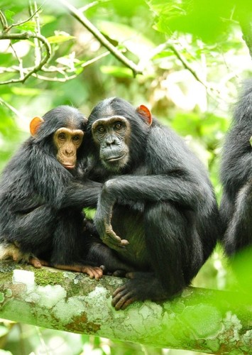 Chimpanzee