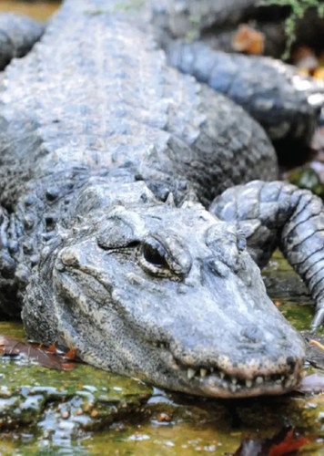 Chinese Alligator