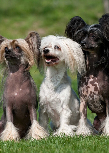 Chinese Crested