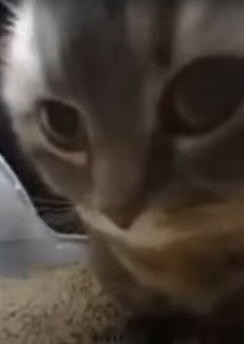 Chipi Chipi Chapa Chapa Cat