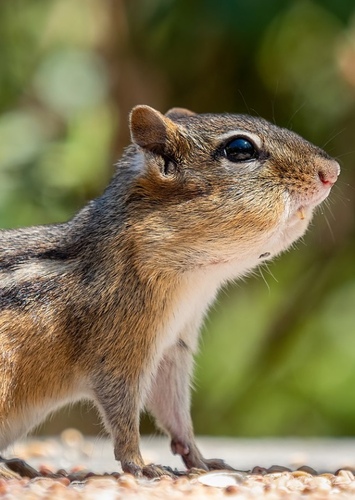 Chipmunk