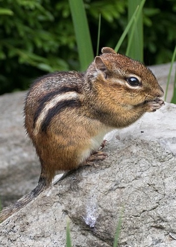 Chipmunk