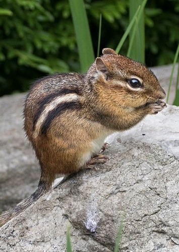 Chipmunk
