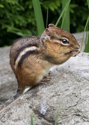 Chipmunk