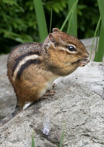 Chipmunk