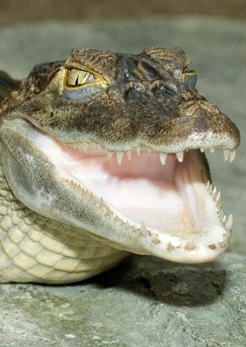 Chloe the Caiman