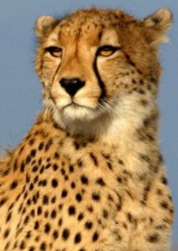 Chloe The Cheetah