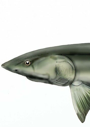 Chondrosteus