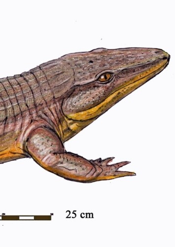 Chroniosuchus