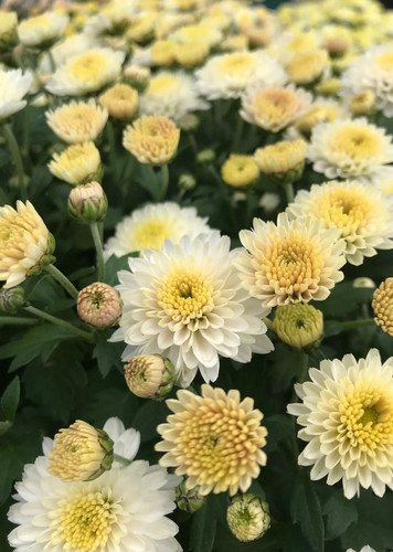 Chrysanthemum (White)