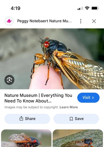 Cicada