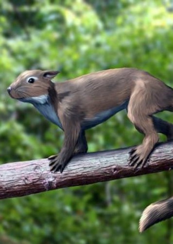 Cimexomys