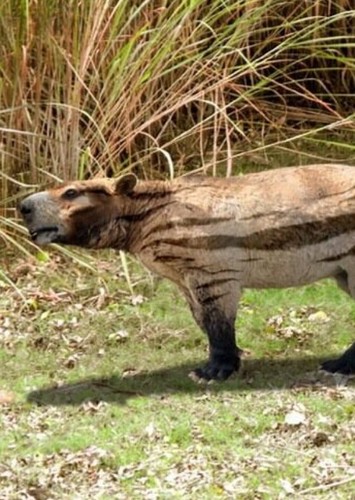 Cimolestes