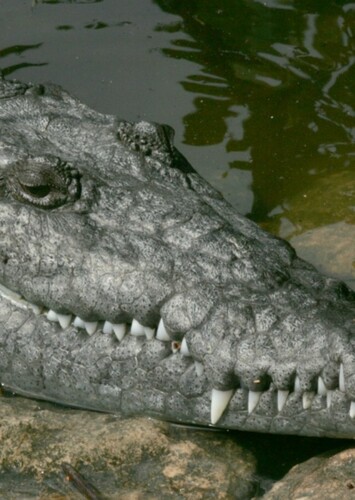 Cindy the American Crocodile