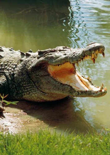 Cindy the Crocodile