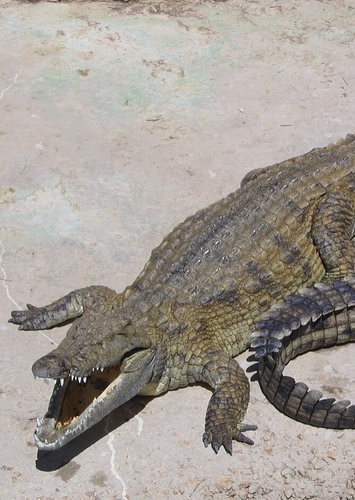 Cindy the Nile Crocodile