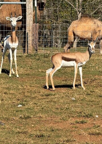 Circle M. Safari Park