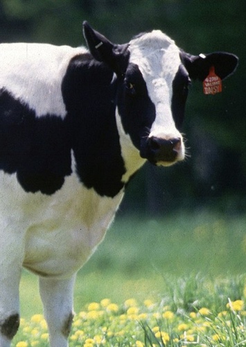 Clark the Cow