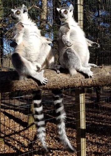 Claws 'N' Paws Wild Animal Park