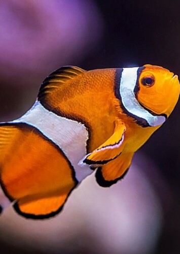 Clownfish