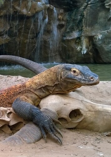 Clyde Peeling's Reptiland