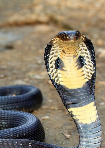 Cobra