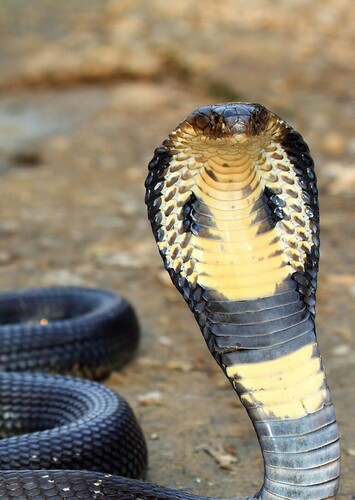 Cobra
