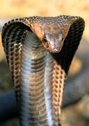 Cobra