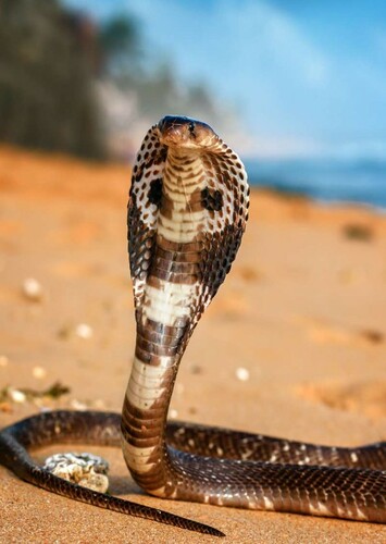 Cobra