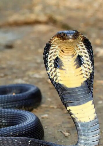 Cobra