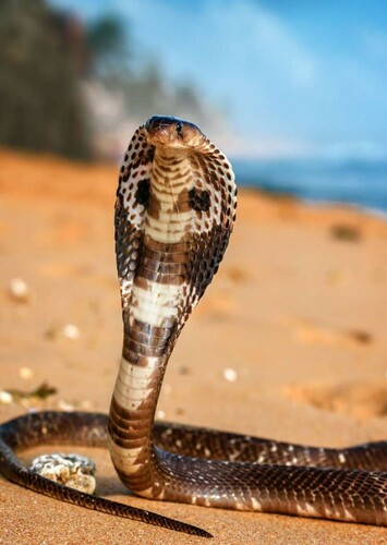 Cobra