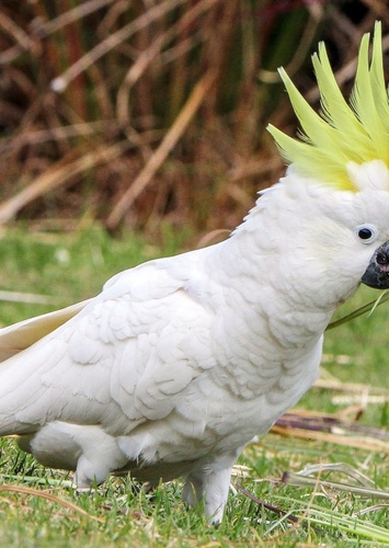 Cockatoo