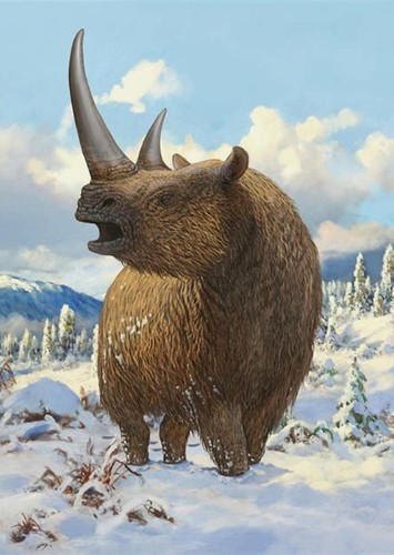 Coelodonta / Woolly Rhinoceros