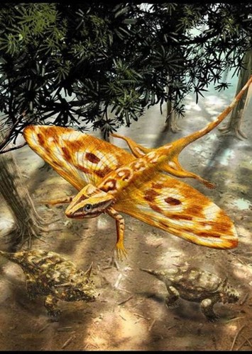 Coelurosauravus