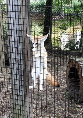 Cohanzick Zoo