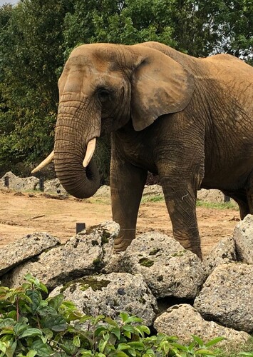 Colchester Zoo
