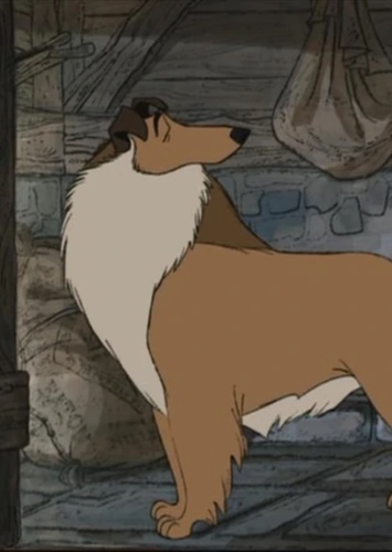 Collie