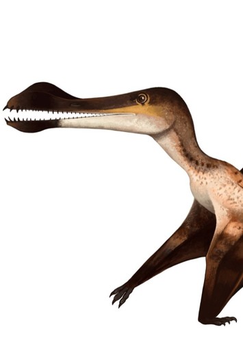 Coloborhynchus