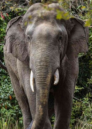 Colonel Hathi