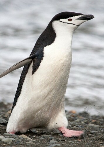 Colton The Adult Male Chinstrap Penguin