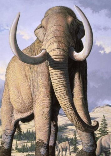 Columbian Mammoth