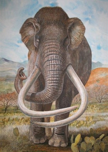 Columbian Mammoth